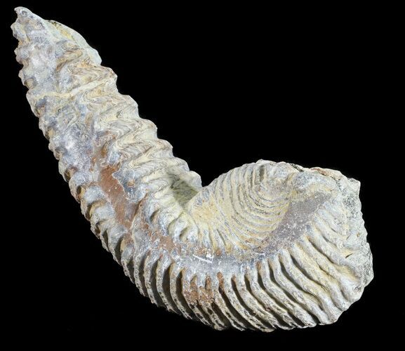 Cretaceous Fossil Oyster (Rastellum) - Madagascar #54425
